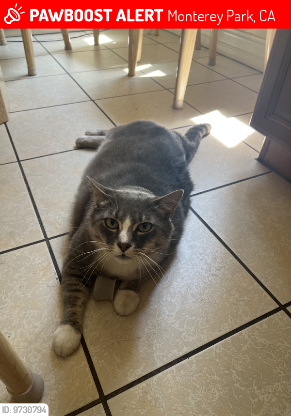 Lost Male Cat last seen Emerson and Chandler, Monterey Park, CA 91754