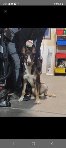 Lost Female Dog last seen Valencia and Wade, Tucson, AZ 85757