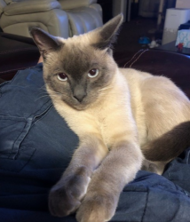 Lost Male Cat last seen Alexander/Durango, Las Vegas, NV 89129