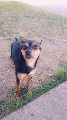 Lost Male Dog last seen Division, Arlington, TX 76012