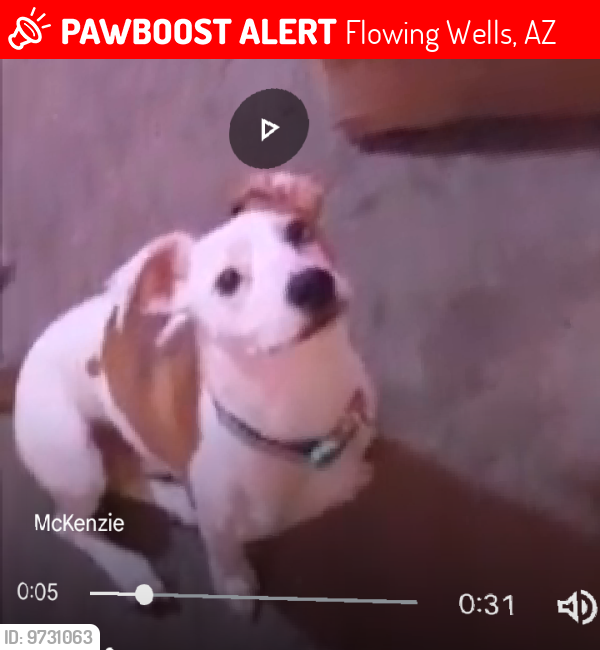 Lost Male Dog last seen Wetmore and Romero road, Flowing Wells, AZ 85705