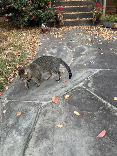 Found/Stray Unknown Cat last seen Near Maple Lane , Fairfax, VA 22031