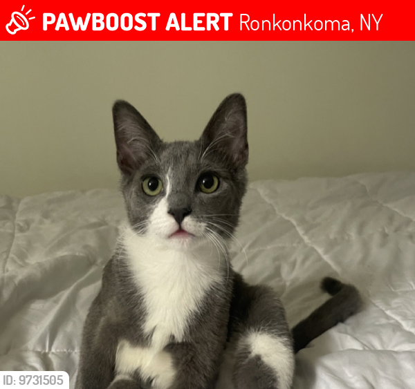 Lost Male Cat last seen Port Ave , Ronkonkoma, NY 11749