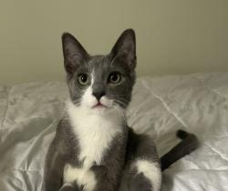 Lost Male Cat last seen Port Ave , Ronkonkoma, NY 11749