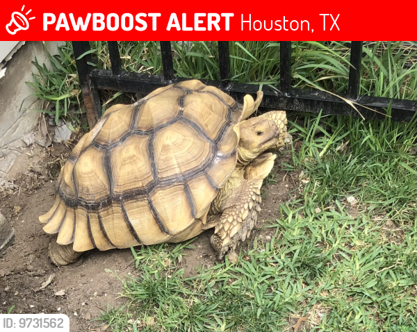 Lost Female Reptile last seen Amundsen St. and Cochran St., Houston, TX 77009
