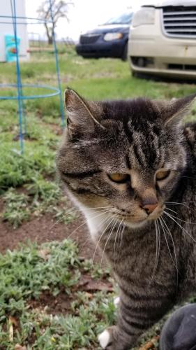 Lost Female Cat last seen County Road 8 and County Road 31, Fort Lupton , Fort Lupton, CO 80601