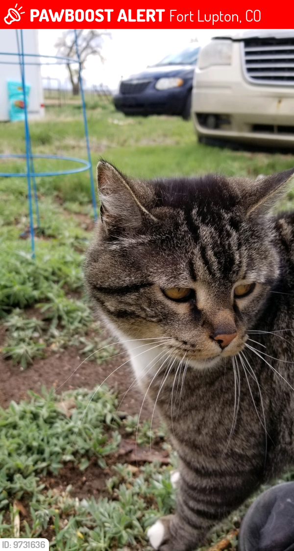 Lost Female Cat last seen County Road 8 and County Road 31, Fort Lupton, Fort Lupton, CO 80601