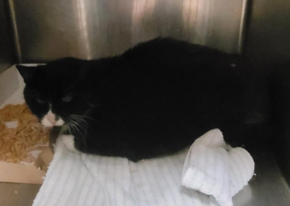 Shelter Stray Male Cat last seen Near N Morton Drive, SALT LAKE CITY, UT, 84116, Salt Lake City, UT 84123
