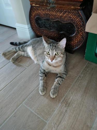 Lost Male Cat last seen Black Forest Family Camping Resort 289 Summer Rd Crossroad 276 South, Cedar Mountain, NC 28718