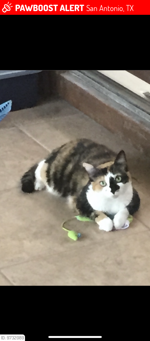 Lost Female Cat last seen Churchill Estates , San Antonio, TX 78248