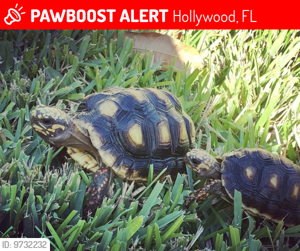 Lost Unknown Reptile last seen Hollywood fl, Hollywood, FL 33021