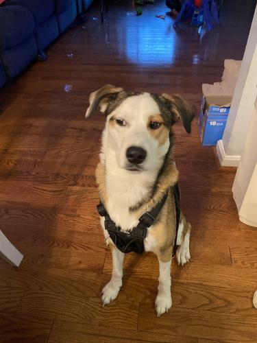 Lost Male Dog last seen woodland blvd and owens road, near Barnaby Manor Elementary, Glassmanor, MD 20745