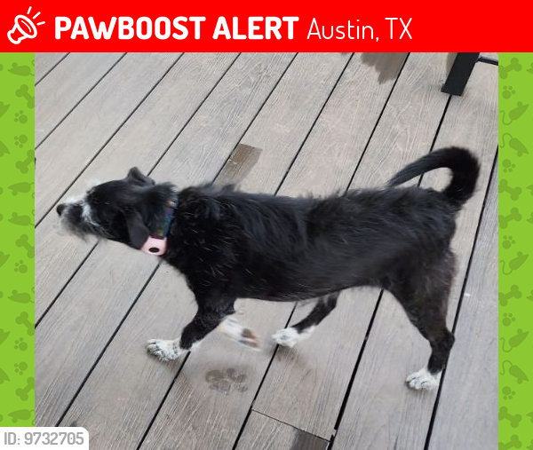 Lost Female Dog last seen City Park and Turkey Creek Trail, Austin, TX 78730