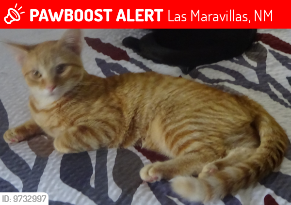 Lost Male Cat last seen So. Juniper Ave, Las Maravillas, NM 87031