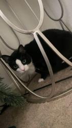 Lost Male Cat last seen Turtle creek apartments, Metairie, LA 70002