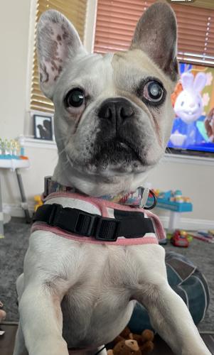 Lost Female Dog last seen 99th/ Normandie Ave, Los Angeles, CA 90047