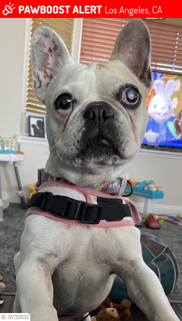 Lost Female Dog last seen 99th/ Normandie Ave, Los Angeles, CA 90047
