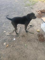 Lost Male Dog last seen Friendship Rd, Arab, AL 35016