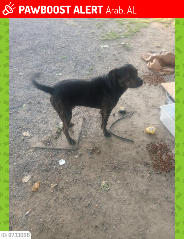 Lost Male Dog last seen Friendship Rd, Arab, AL 35016