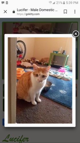 Lost Male Cat last seen Cedar bluff rd, Knoxville, TN 37923