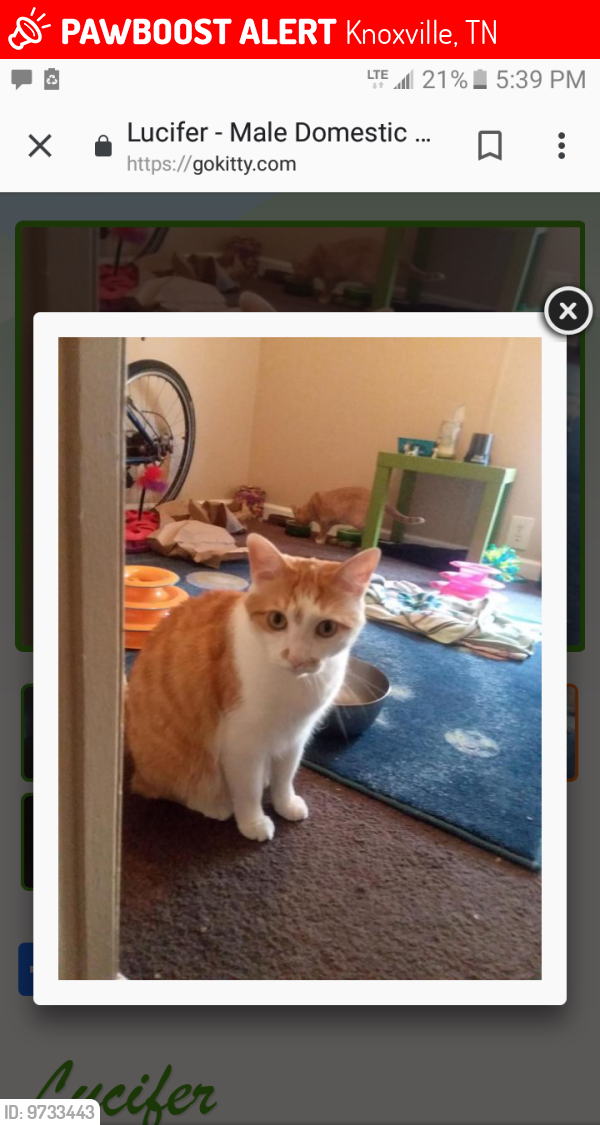 Lost Male Cat last seen Cedar bluff rd, Knoxville, TN 37923