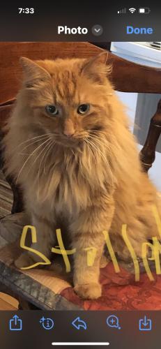 Lost Male Cat last seen Rte 233 and Dix Rd.  Obrien rd .  , Rome, NY 13440