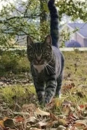 Lost Male Cat last seen Kessington Drive, Columbus, GA 31907