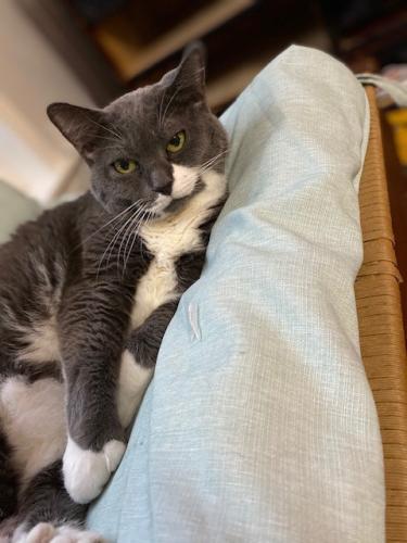 Lost Female Cat last seen Old Rochester Road Somersworth, NH, Somersworth, NH 03878