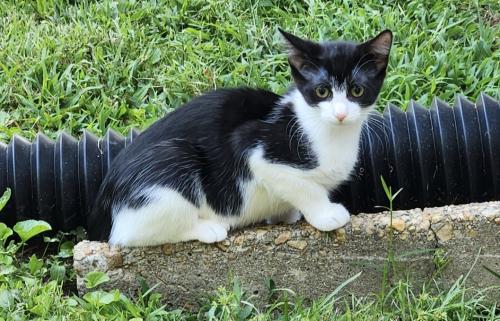 Lost Female Cat last seen Crater road, Thacker hardware store, Petersburg, VA 23805