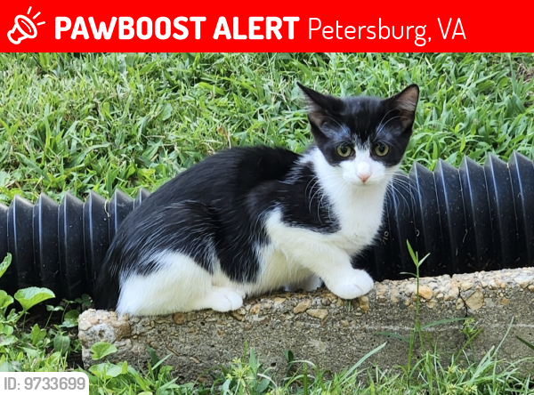 Lost Female Cat last seen Crater road, Thacker hardware store, Petersburg, VA 23805