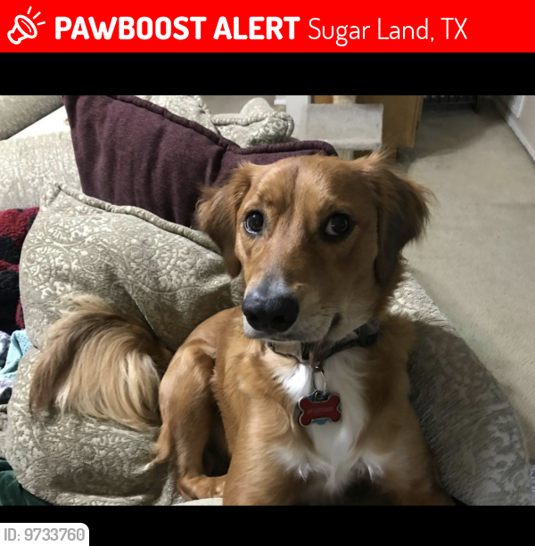 Lost Male Dog last seen Pheasant Creek Dr and Old Richmond Rd., Sugar Land, TX 77498