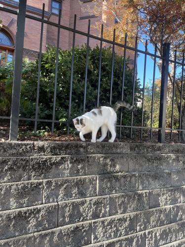 Found/Stray Unknown Cat last seen 13th and fairmont columbia heights dc, Washington, DC 20009