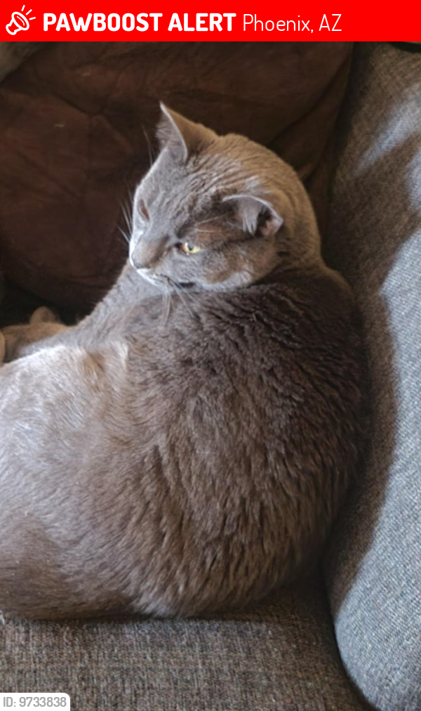 Lost Male Cat last seen Cave creek rd and Claire , Phoenix, AZ 85022