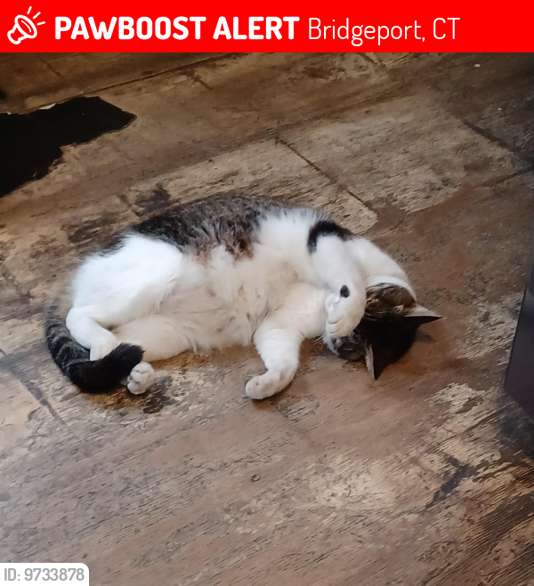 Lost Female Cat last seen Pembroke st, Bridgeport, CT 06608