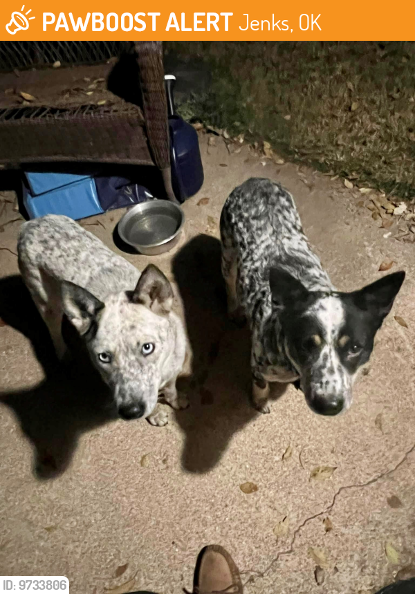 Jenks, OK Stray Female Dog Found Near Intersection of First St & H St