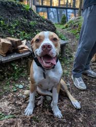 Lost Male Dog last seen Long lake Rd. And Sedgwick, Port Orchard, WA 98366