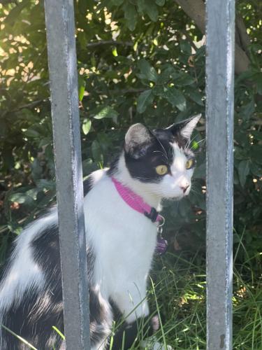 Lost Female Cat last seen randall and cherry, Fontana, CA 92335