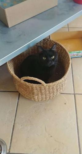 Lost Female Cat last seen west Valencia and sparrow  ave, Drexel Heights, AZ 85746