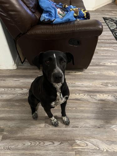 Lost Male Dog last seen golf course and 21st, Rio Rancho, NM 87124