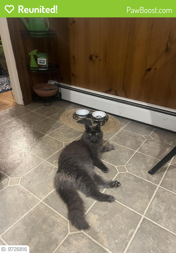 Reunited Male Cat in Keene, NH 03431 (ID 69726816) PawBoost