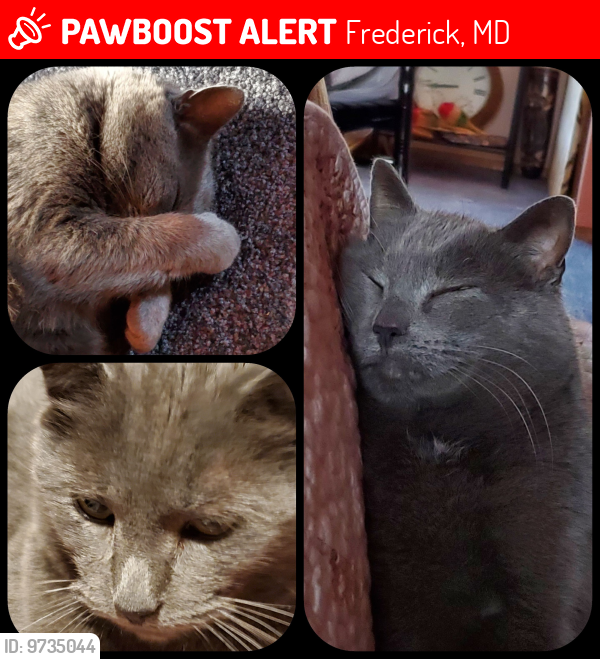 Lost Male Cat last seen Near Gambrill Park Road, Frederic , Md 21702, Frederick, MD 21702
