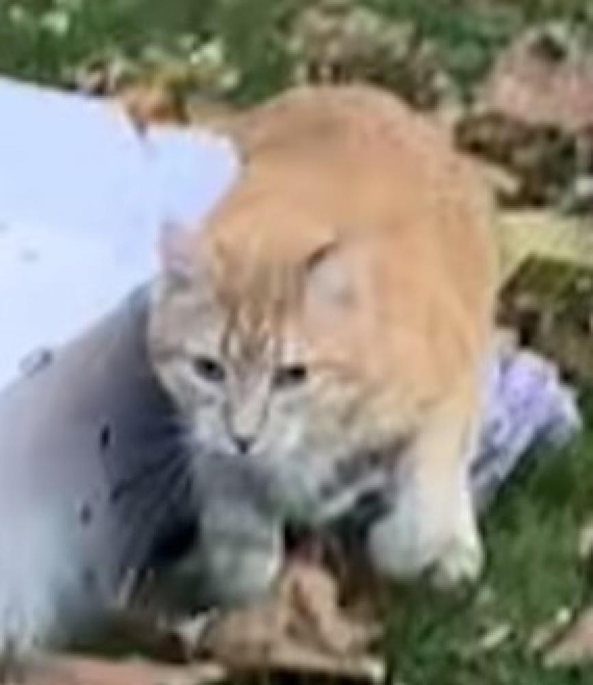 Shelter Stray Unknown Cat last seen Vienna, VA, 22180, Balliett Ct, Fairfax County, VA, Fairfax, VA 22032