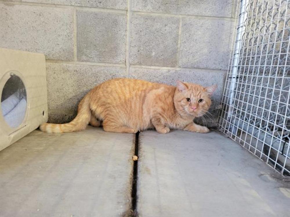 Shelter Stray Male Cat last seen YARROW WAY, Auburn, CA 95603