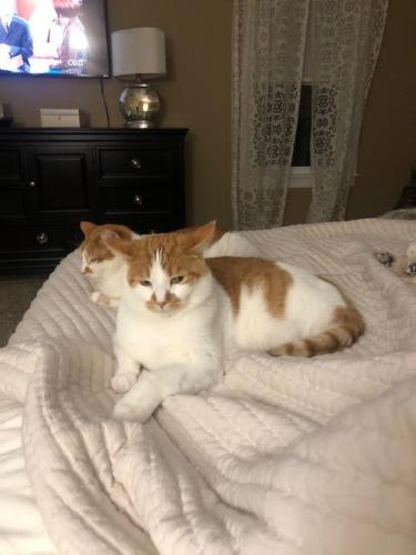 Lost Male Cat last seen Northeast Ave and Howe Road  (Roundabout), Tallmadge, OH 44278