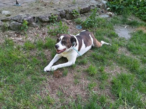 Lost Male Dog last seen Capitol and 54th St., Milwaukee, WI 53216