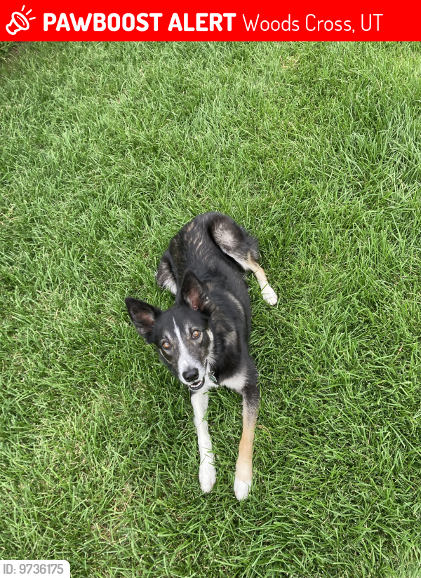 Woods Cross, UT Lost Male Dog, Bentley Is Missing PawBoost