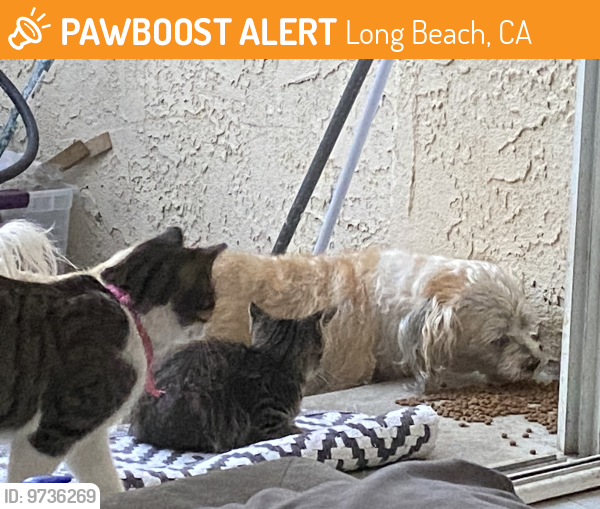Long Beach, CA Stray Female Cat Found Near Belmont Shore, CA PawBoost