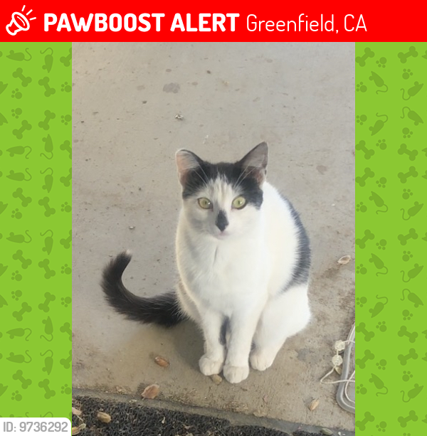 Lost Female Cat last seen Gavilan Dr and Hutchison Dr, Greenfield, CA 93927