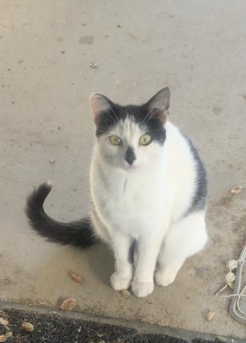 Lost Female Cat last seen Gavilan Dr and Hutchison Dr, Greenfield, CA 93927