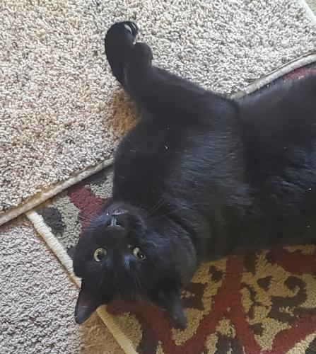 Lost Male Cat last seen 66th and huson st. HAS 6 TOES, Tacoma, WA 98409